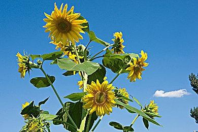 厚礼蟹！Steam Deck LCD机型降至319美元